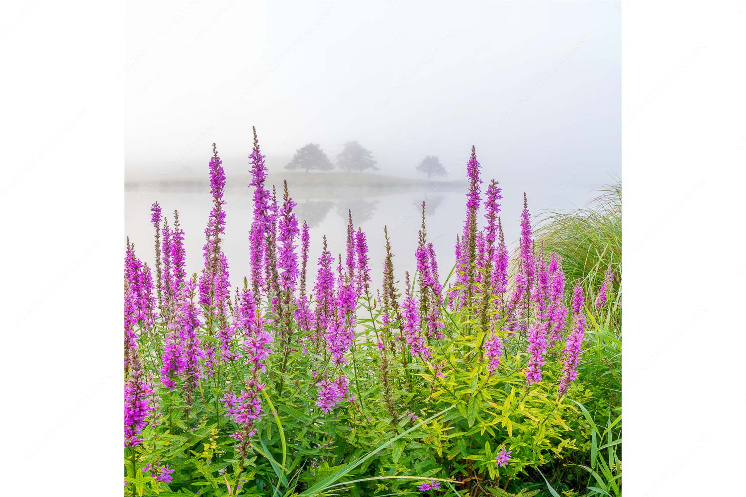 Blüten im Grau – Seitenverhältnis 1:1 — Gewöhnlicher Blutweiderich am Schmalensee Nebeliger Sommermorgen am Schmalensee
