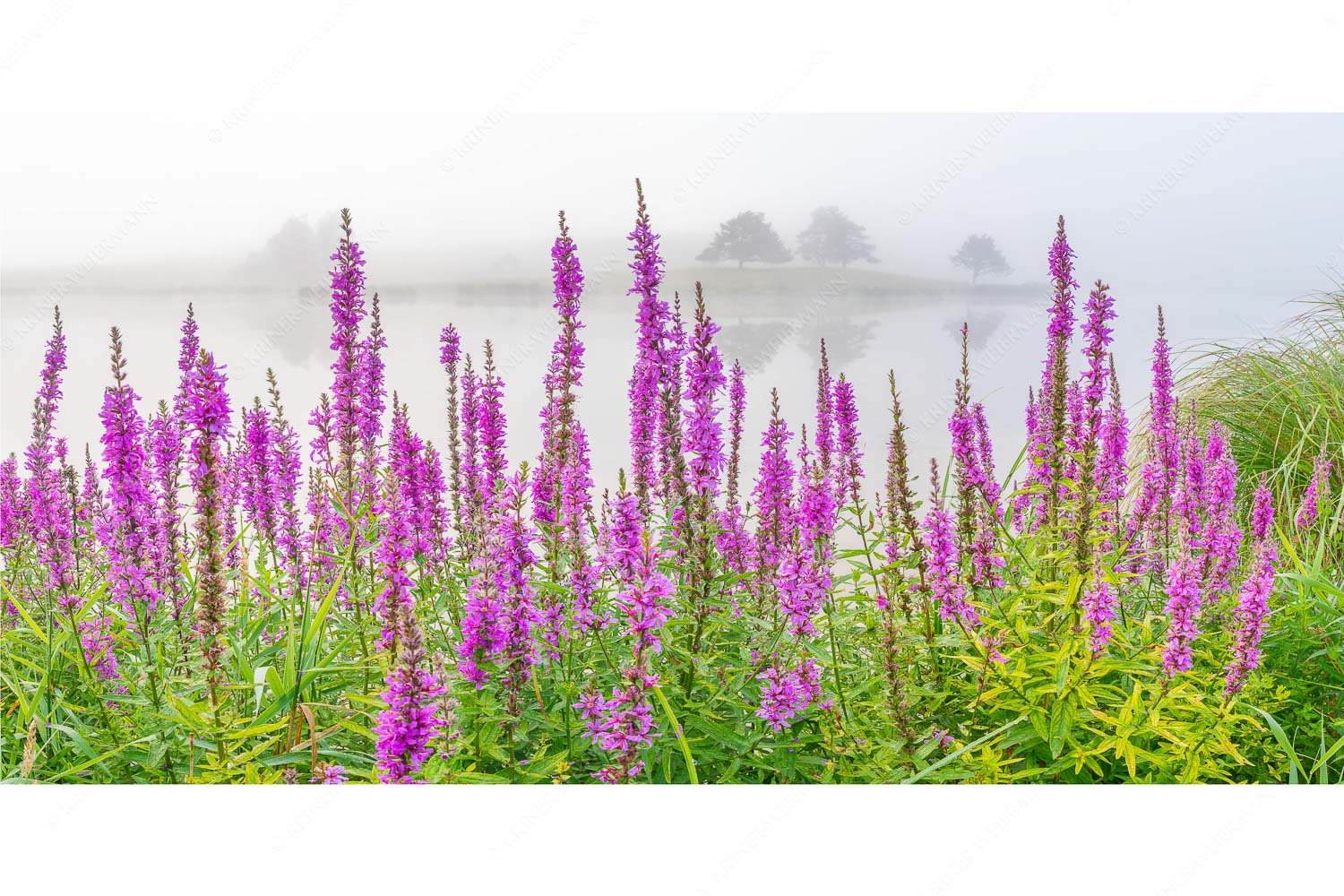 Blüten im Grau – Seitenverhältnis 2:1 — Gewöhnlicher Blutweiderich am Schmalensee Nebeliger Sommermorgen am Schmalensee