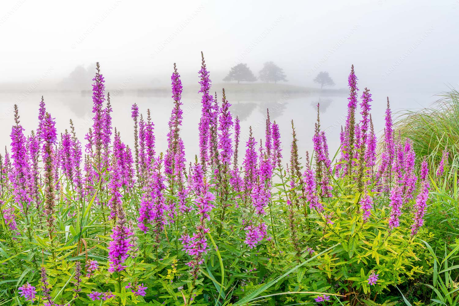 Blüten im Grau – Seitenverhältnis 3:2 — Gewöhnlicher Blutweiderich am Schmalensee Nebeliger Sommermorgen am Schmalensee