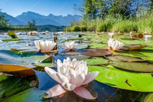 An einigen geschützten Stellen am Barmsee erblühen im Sommer diese Kunstwerke der Natur - Blütenrein - Seitenverhältnis 3:2 - Seerosen am Barmsee - weitere Infos unter https://www.kriner-weiermann.de