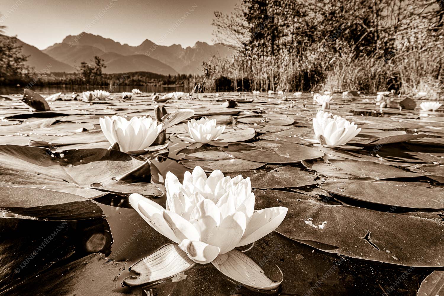 Blütenrein – Seitenverhältnis 3:2 — Seerosen am Barmsee An einigen geschützten Stellen am Barmsee erblühen im Sommer diese Kunstwerke der Natur