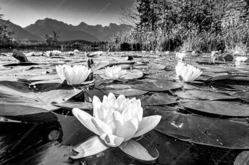 An einigen geschützten Stellen am Barmsee erblühen im Sommer diese Kunstwerke der Natur - Blütenrein - Seitenverhältnis 3:2 - Seerosen am Barmsee - weitere Infos unter https://www.kriner-weiermann.de
