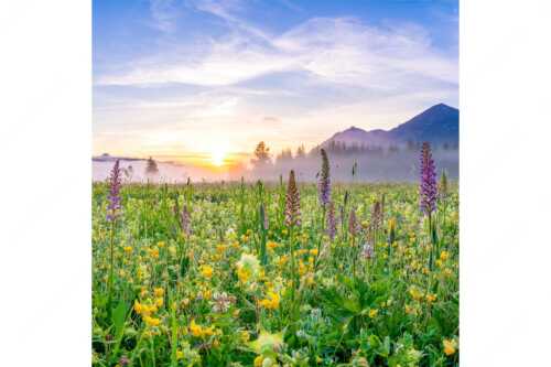 Erstes Licht auf das Wiesmaht bei Sonnenaufgang - Blumenpracht - Seitenverhältnis 1:1 - Üppige Blumenwiese mit Orchideen bei Wallgau - weitere Infos unter https://www.kriner-weiermann.de