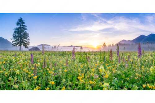 Erstes Licht auf das Wiesmaht bei Sonnenaufgang - Blumenpracht - Seitenverhältnis 2:1 - Üppige Blumenwiese mit Orchideen bei Wallgau - weitere Infos unter https://www.kriner-weiermann.de
