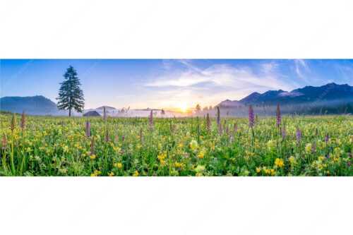 Erstes Licht auf das Wiesmaht bei Sonnenaufgang - Blumenpracht - Seitenverhältnis 3:1 - Üppige Blumenwiese mit Orchideen bei Wallgau - weitere Infos unter https://www.kriner-weiermann.de
