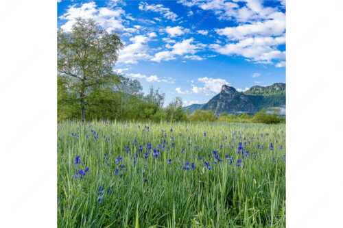 Zwischen Oberammergau und Unterammergau erblühen im Frühsommer unzählige Schwertlilien - Bunte Schwerter - Seitenverhältnis 1:1 - Schwertlilien in Oberammergau - weitere Infos unter https://www.kriner-weiermann.de