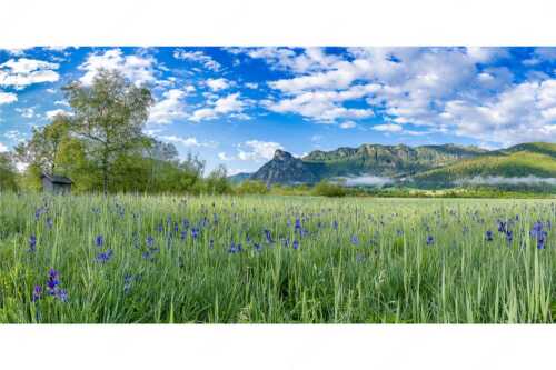 Zwischen Oberammergau und Unterammergau erblühen im Frühsommer unzählige Schwertlilien - Bunte Schwerter - Seitenverhältnis 2:1 - Schwertlilien in Oberammergau - weitere Infos unter https://www.kriner-weiermann.de