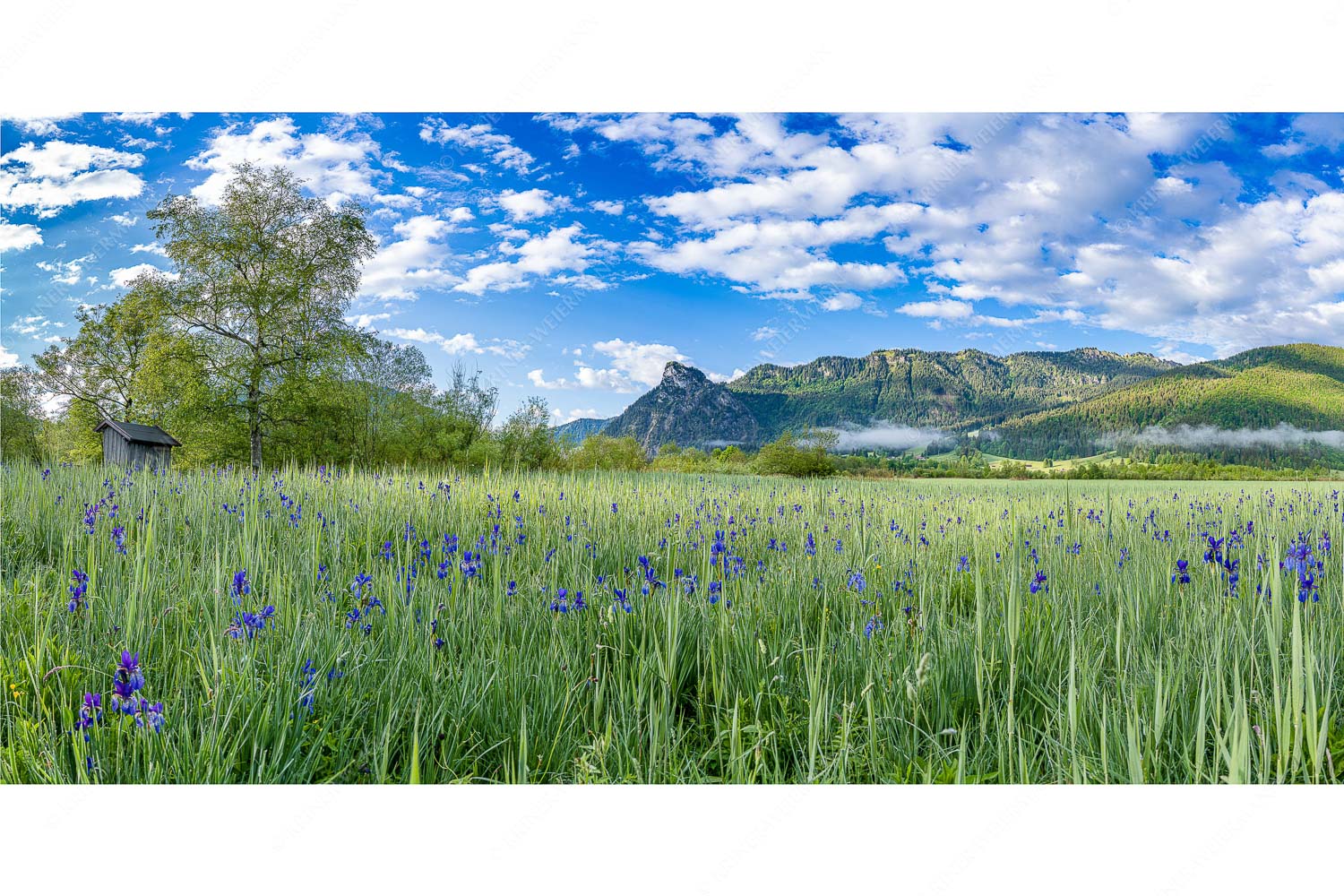 Bunte Schwerter – Seitenverhältnis 2:1 — Schwertlilien in Oberammergau Zwischen Oberammergau und Unterammergau erblühen im Frühsommer unzählige Schwertlilien