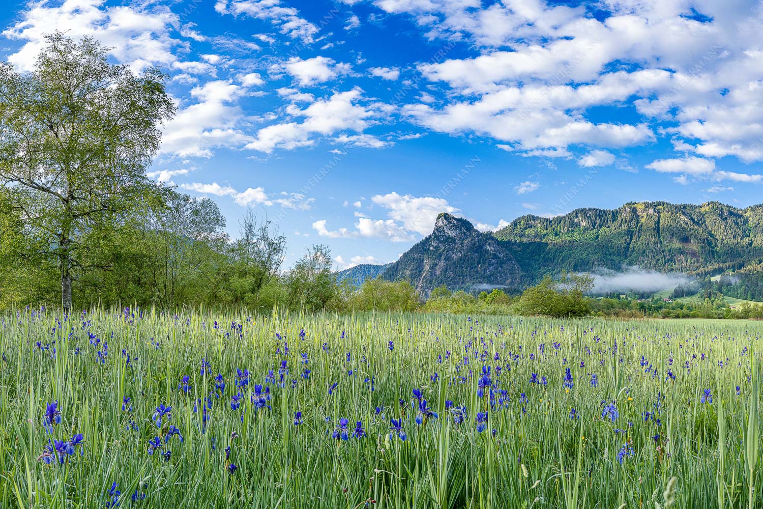 Zwischen Oberammergau und Unterammergau erblühen im Frühsommer unzählige Schwertlilien