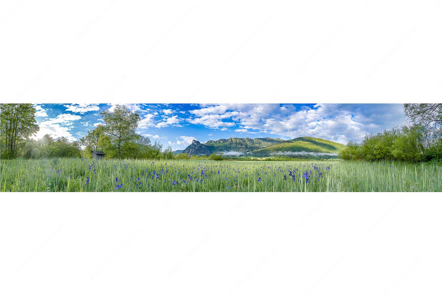 Zwischen Oberammergau und Unterammergau erblühen im Frühsommer unzählige Schwertlilien