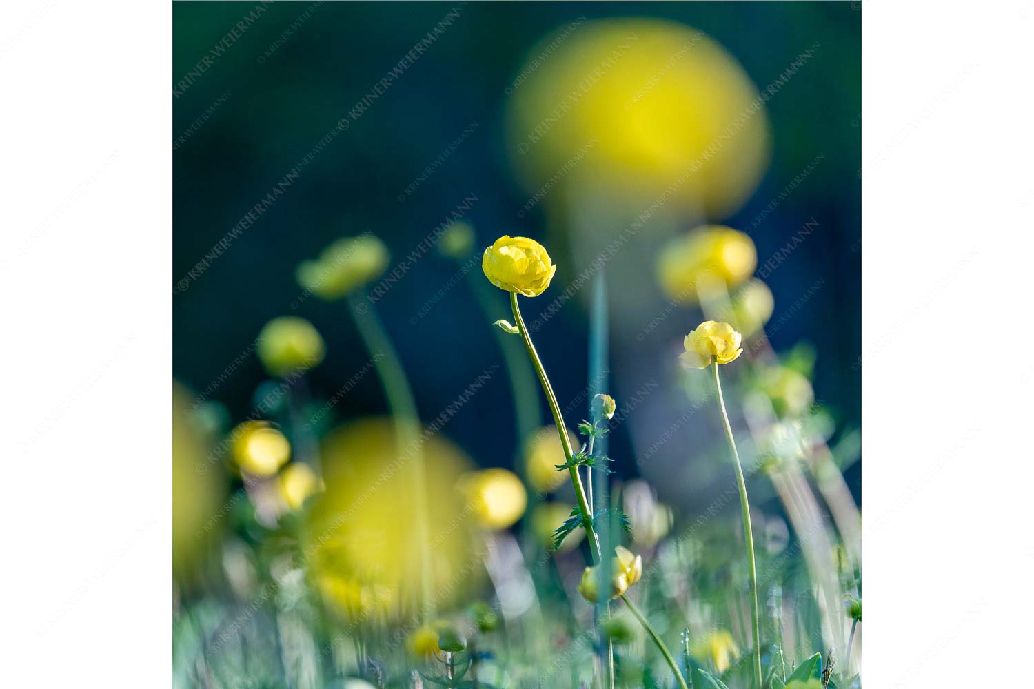 Die Knollige – Seitenverhältnis 1:1 — Trollblumen Trollius Trollblumen im Morgenlicht