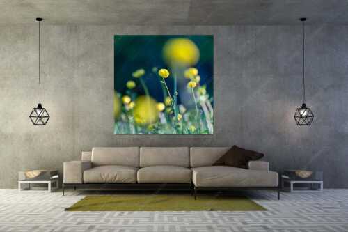 Trollblumen im Morgenlicht - Die Knollige - Größe ca. 160x160cm, Seitenverhältnis 1:1 - Trollblumen Trollius - weitere Infos unter https://www.kriner-weiermann.de