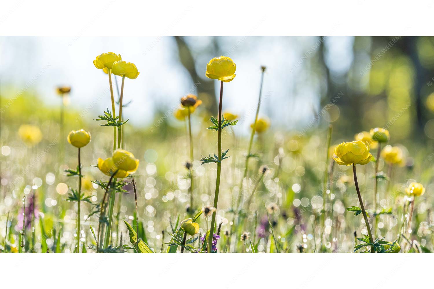Die Knolligen – Seitenverhältnis 2:1 — Trollius Trollblumen Trollblumen im Morgenlicht
