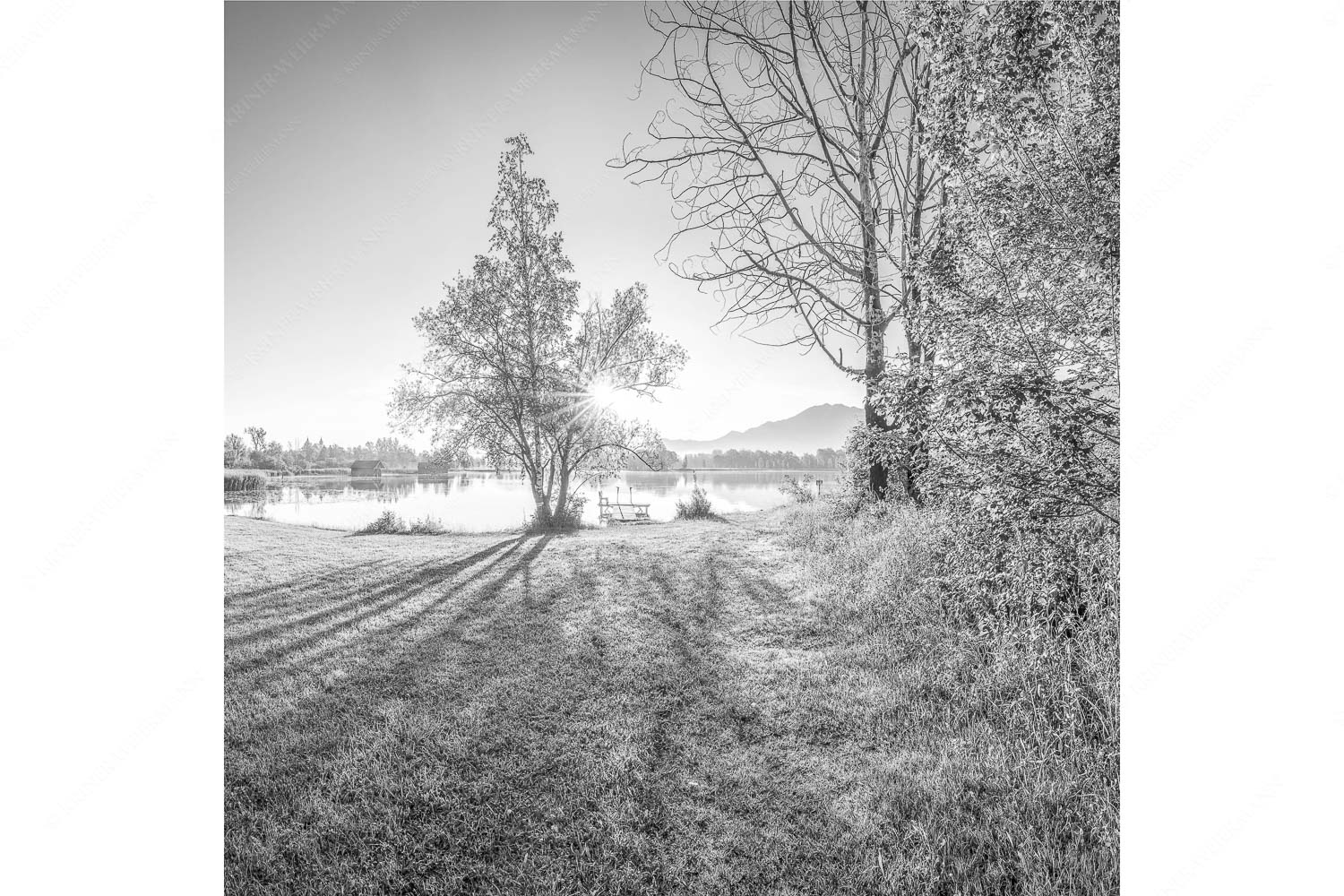 Die Sonne geht immer wieder auf – Seitenverhältnis 1:1 — Sonnenaufgang am Kochelsee Wiese bei Schlehdorf bei Sonnenaufgang am Kochelsee