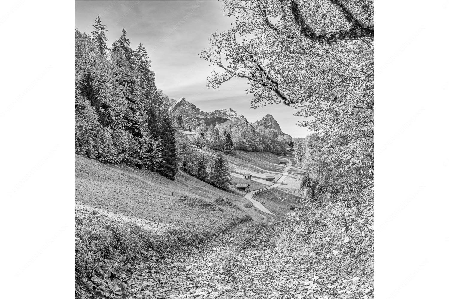 Blick über Wamberg zum Zugspitzmassiv - Drei schauen raus - Seitenverhältnis 1:1 - Wamberg mit Alpspitze Zugspitze und Waxenstein - weitere Infos unter https://www.kriner-weiermann.de