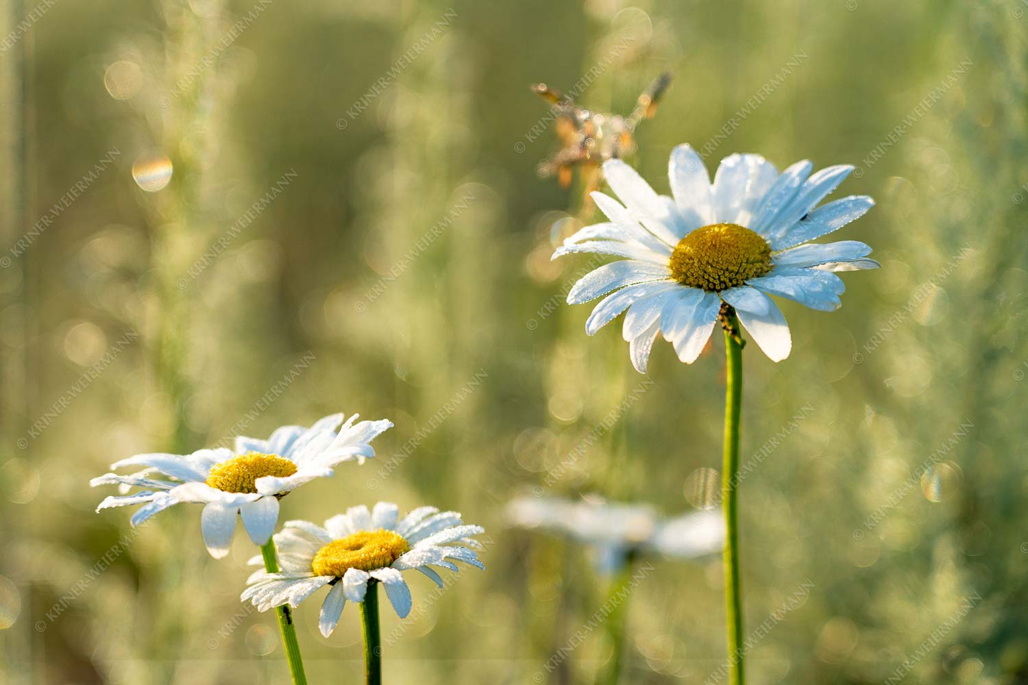 Margeriten im Morgentau am Barmsee