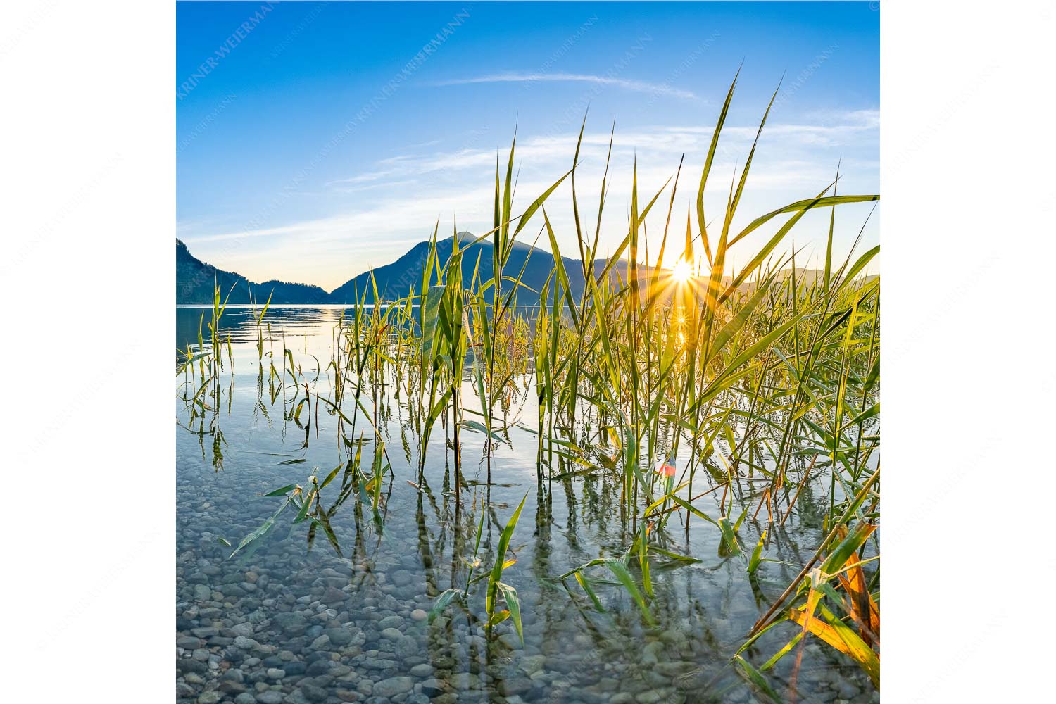 Durchs Schilf – Seitenverhältnis 1:1 — Walchensee mit Jochberg Blick in den Sonnenaufgang am Walchensee mit Jochberg