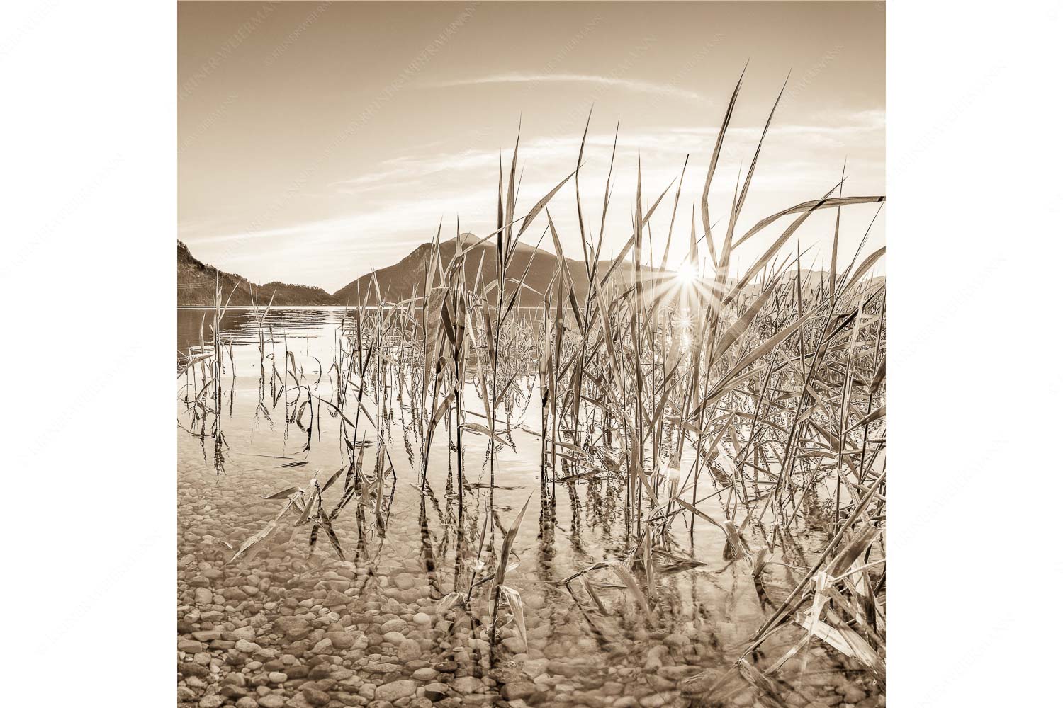 Durchs Schilf – Seitenverhältnis 1:1 — Walchensee mit Jochberg Blick in den Sonnenaufgang am Walchensee mit Jochberg