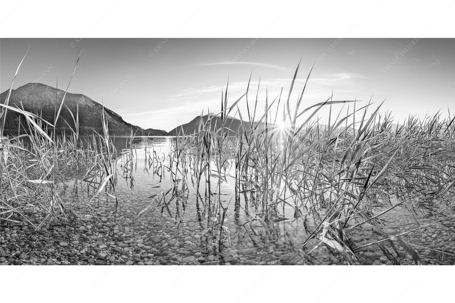 Durchs Schilf – Seitenverhältnis 2:1 — Walchensee mit Jochberg Blick in den Sonnenaufgang am Walchensee mit Jochberg