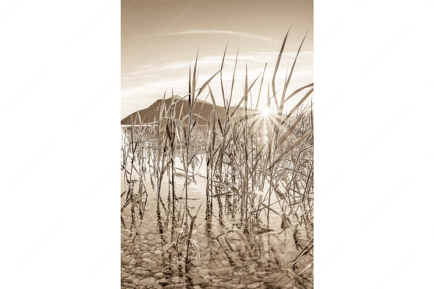 Durchs Schilf – Seitenverhältnis 2:3 — Walchensee mit Jochberg Blick in den Sonnenaufgang am Walchensee mit Jochberg