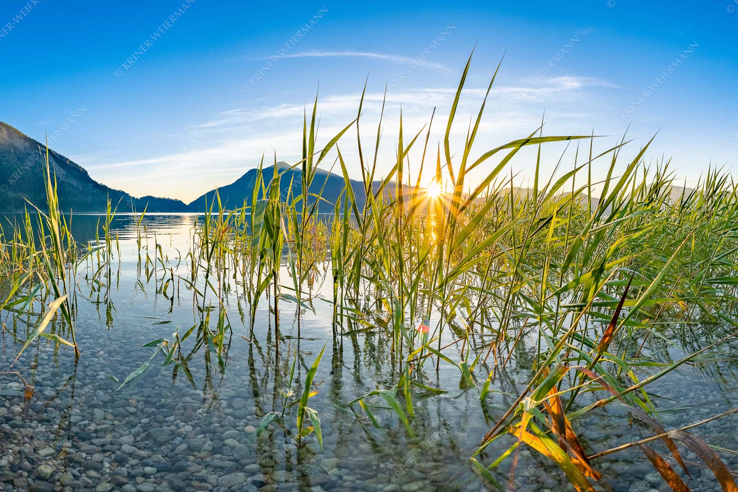 Durchs Schilf – Seitenverhältnis 3:2 — Walchensee mit Jochberg Blick in den Sonnenaufgang am Walchensee mit Jochberg