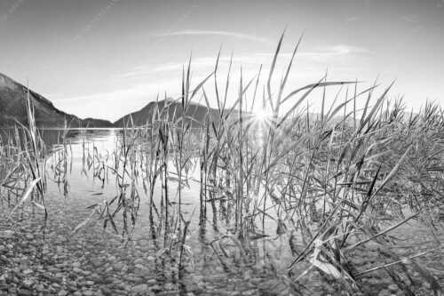 Blick in den Sonnenaufgang am Walchensee mit Jochberg - Durchs Schilf - Seitenverhältnis 3:2 - Walchensee mit Jochberg - weitere Infos unter https://www.kriner-weiermann.de