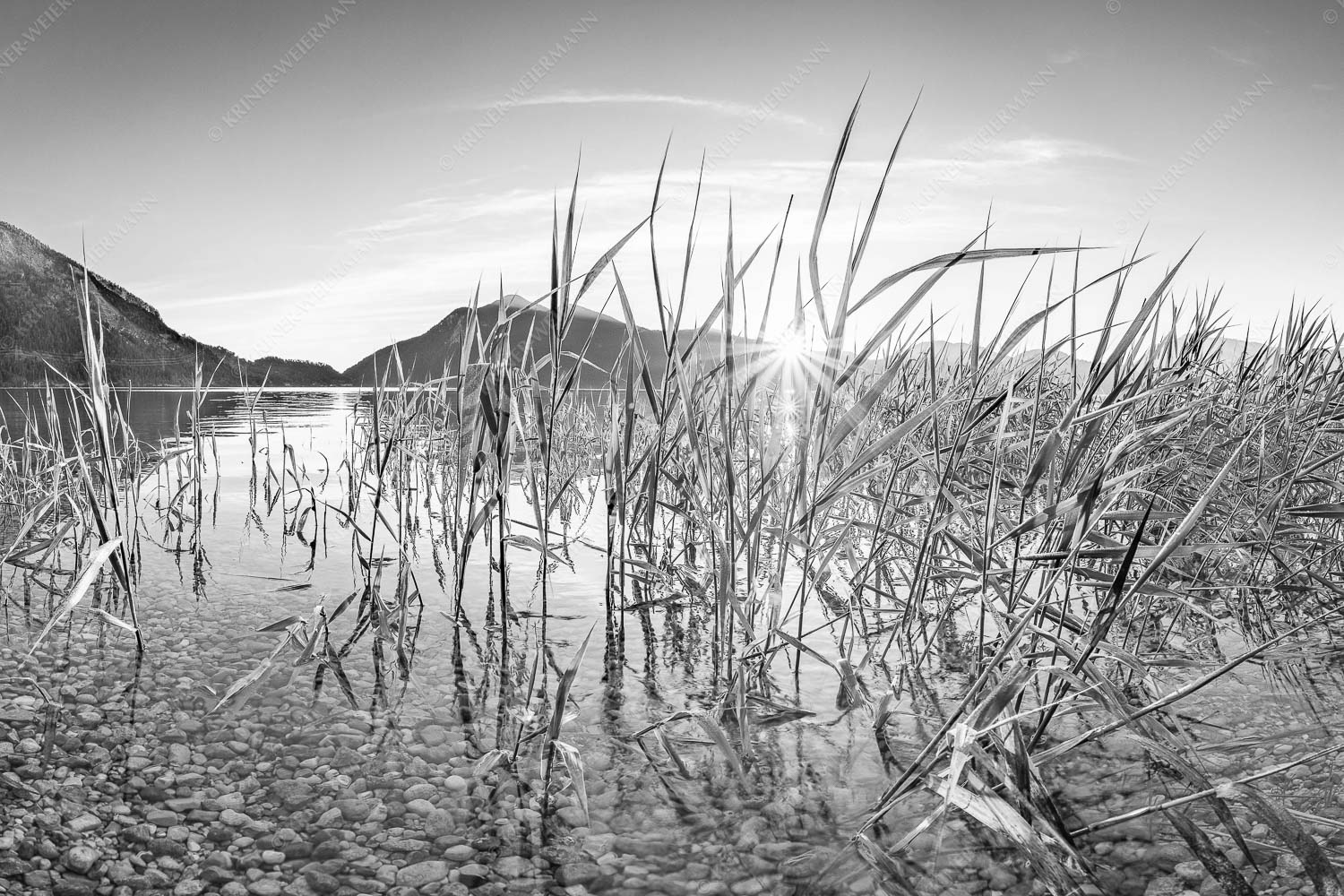 Durchs Schilf – Seitenverhältnis 3:2 — Walchensee mit Jochberg Blick in den Sonnenaufgang am Walchensee mit Jochberg