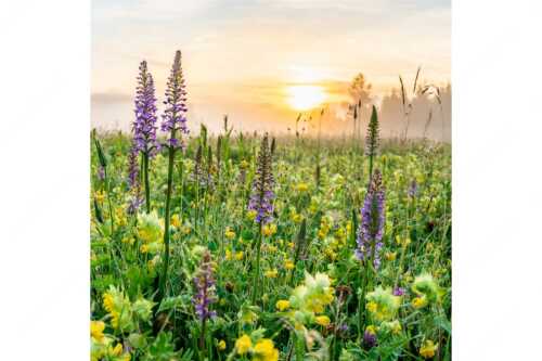 Sonnenaufgang hinter dem Wiesmahd bei Wallgau - Echte Blüten - Seitenverhältnis 1:1 - Blumenwiese mit Orchideen - weitere Infos unter https://www.kriner-weiermann.de