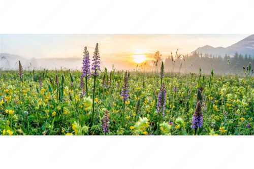 Sonnenaufgang hinter dem Wiesmahd bei Wallgau - Echte Blüten - Seitenverhältnis 2,5:1 - Blumenwiese mit Orchideen - weitere Infos unter https://www.kriner-weiermann.de