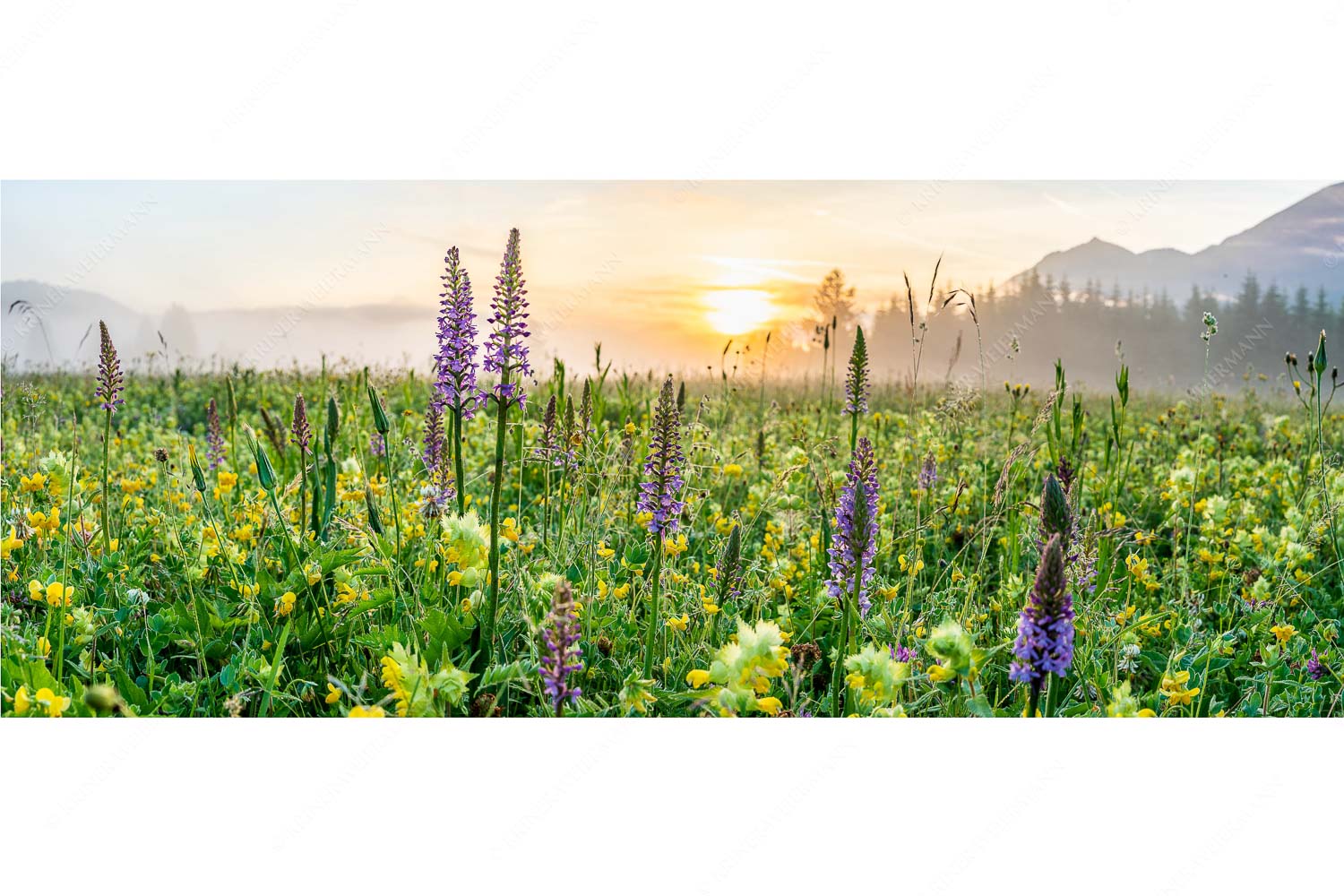 Echte Blüten – Seitenverhältnis 2,5:1 — Blumenwiese mit Orchideen Sonnenaufgang hinter dem Wiesmahd bei Wallgau
