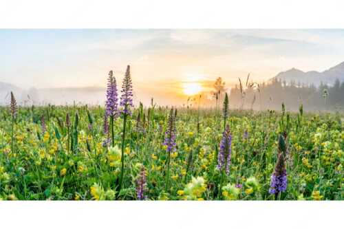 Sonnenaufgang hinter dem Wiesmahd bei Wallgau - Echte Blüten - Seitenverhältnis 2:1 - Blumenwiese mit Orchideen - weitere Infos unter https://www.kriner-weiermann.de