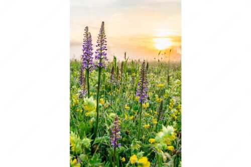 Sonnenaufgang hinter dem Wiesmahd bei Wallgau - Echte Blüten - Seitenverhältnis 2:3 - Blumenwiese mit Orchideen - weitere Infos unter https://www.kriner-weiermann.de