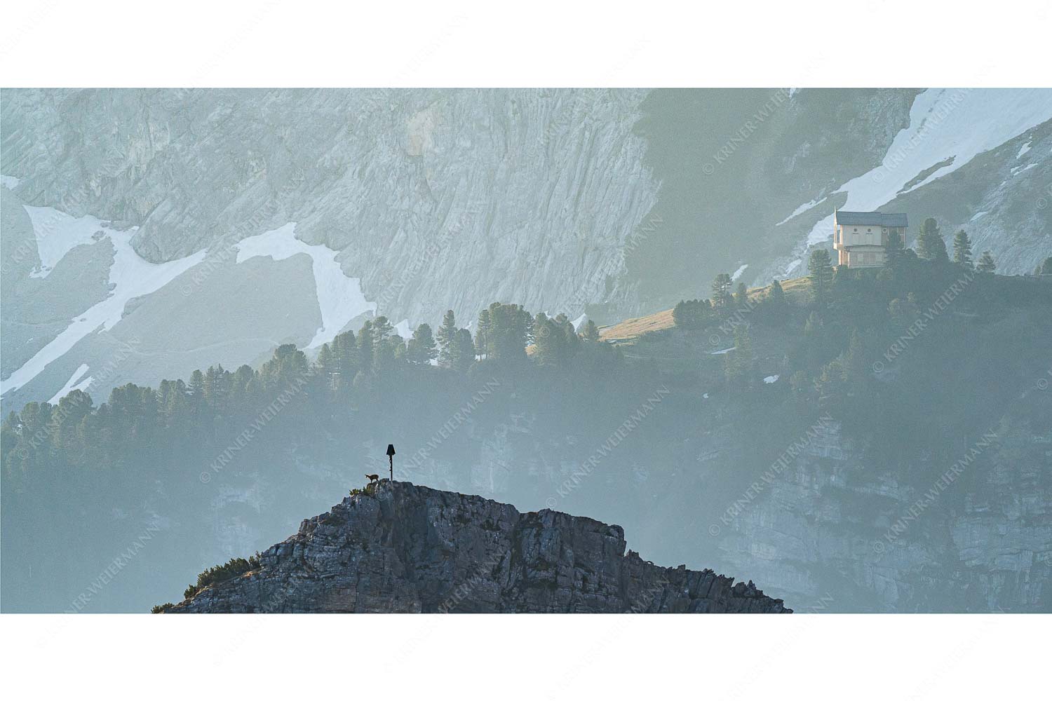 Einsamer Streiter – Seitenverhältnis 2:1 — Gams mit Schachenschloss Gams an der Stuibenspitze mit Schachenschloss im Hintergrund