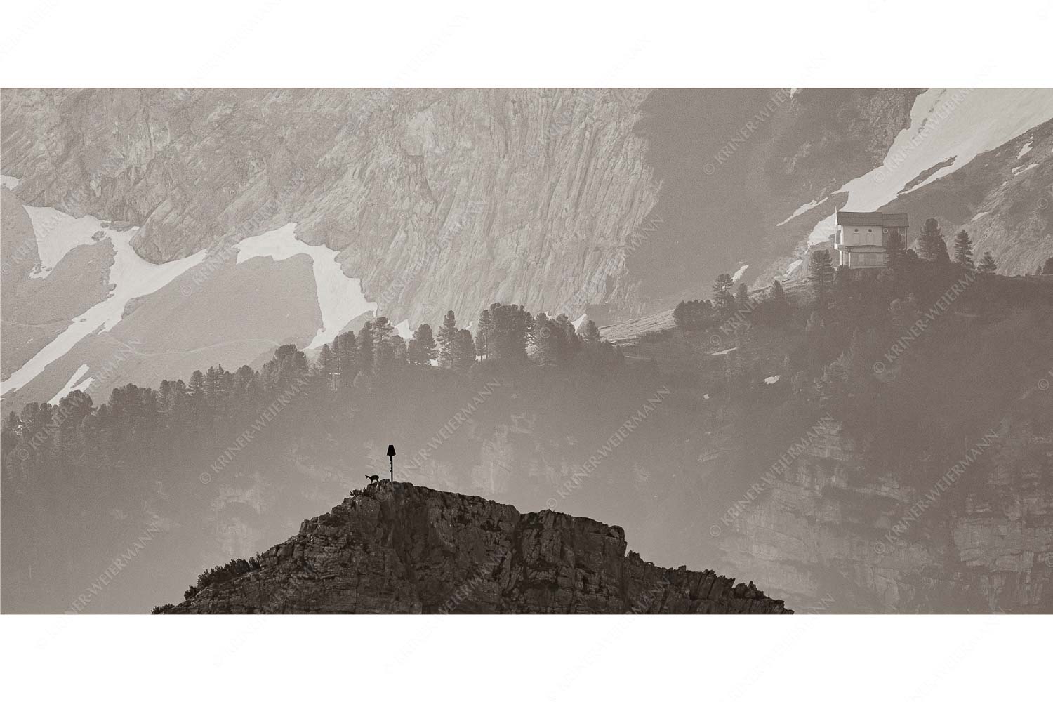 Gams an der Stuibenspitze mit Schachenschloss im Hintergrund