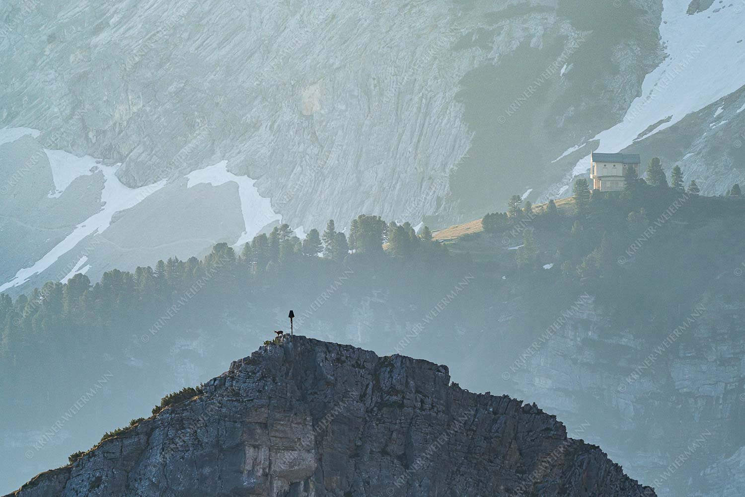 Einsamer Streiter – Seitenverhältnis 3:2 — Gams mit Schachenschloss Gams an der Stuibenspitze mit Schachenschloss im Hintergrund