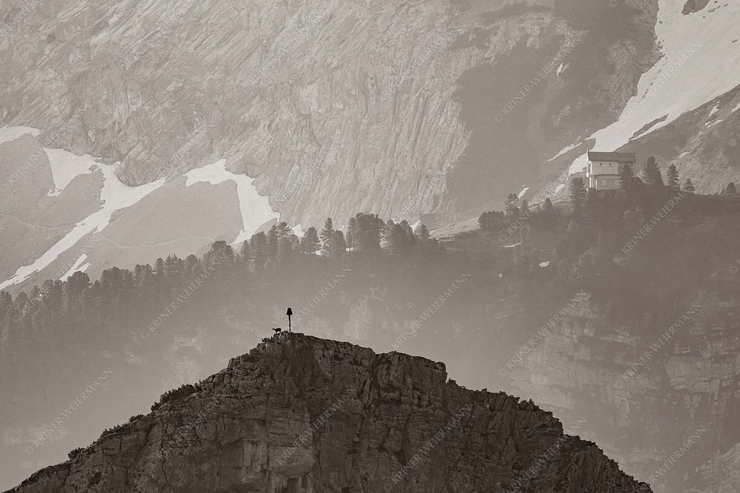 Gams an der Stuibenspitze mit Schachenschloss im Hintergrund