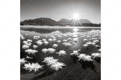 Große Eiskristalle auf dem zugefrorenen Barmsee mit Karwendelgebirge - Eisrosenblüte - Seitenverhältnis 1:1 - Eiskristalle am Barmsee - weitere Infos unter https://www.kriner-weiermann.de