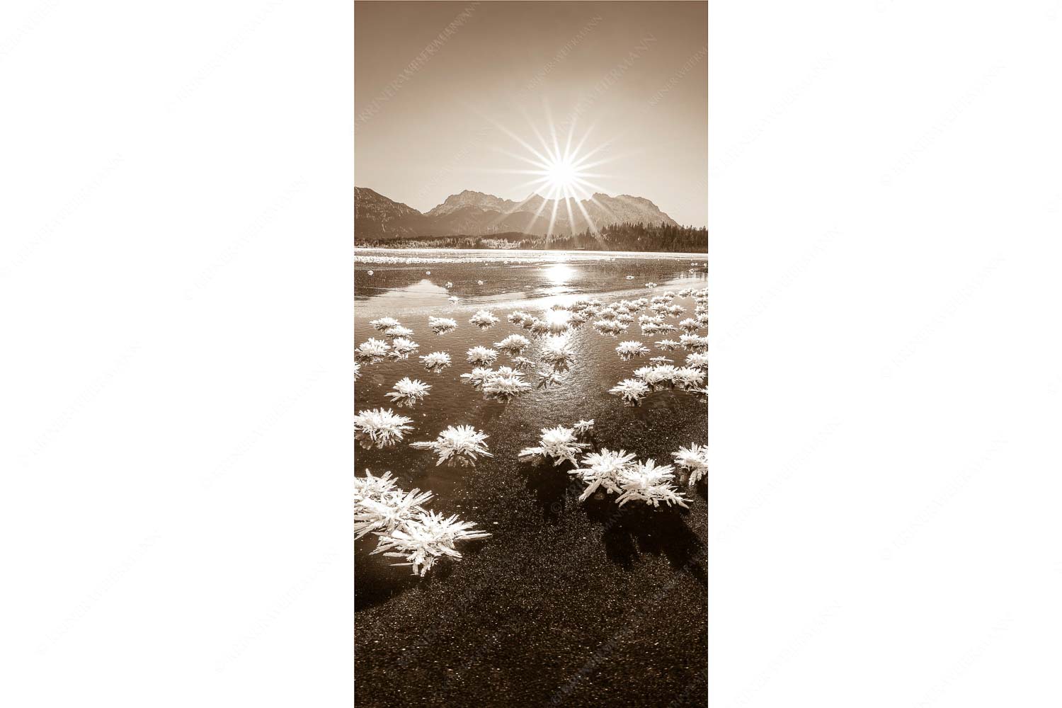 Eisrosenblüte – Seitenverhältnis 1:2 — Eiskristalle am Barmsee Große Eiskristalle auf dem zugefrorenen Barmsee mit Karwendelgebirge