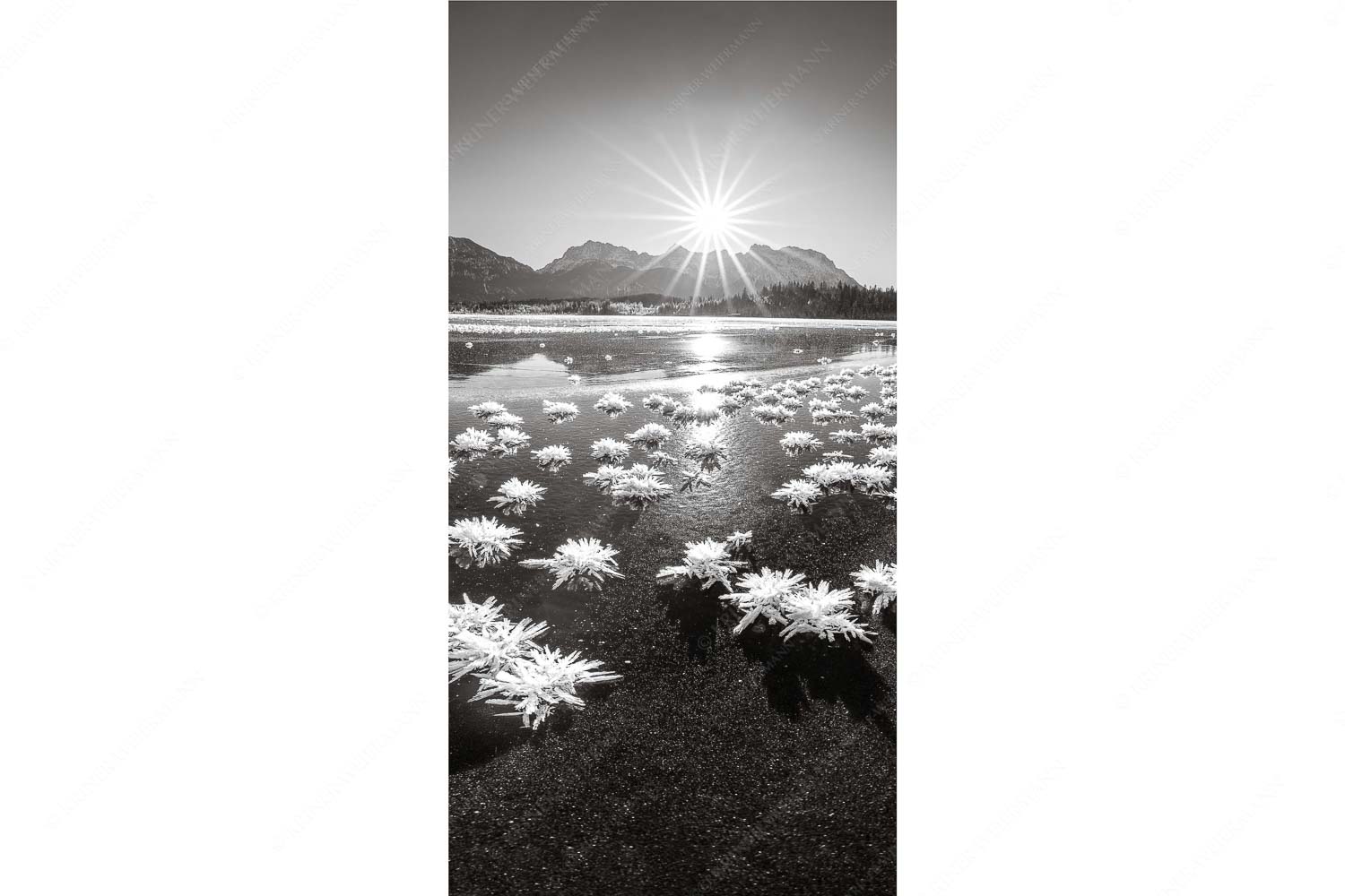 Eisrosenblüte – Seitenverhältnis 1:2 — Eiskristalle am Barmsee Große Eiskristalle auf dem zugefrorenen Barmsee mit Karwendelgebirge