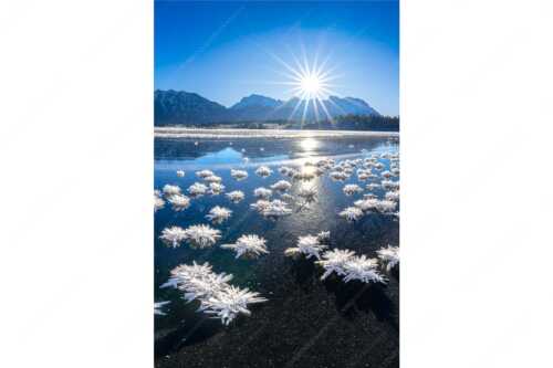 Große Eiskristalle auf dem zugefrorenen Barmsee mit Karwendelgebirge - Eisrosenblüte - Seitenverhältnis 2:3 - Eiskristalle am Barmsee - weitere Infos unter https://www.kriner-weiermann.de