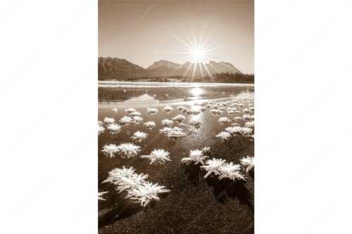 Große Eiskristalle auf dem zugefrorenen Barmsee mit Karwendelgebirge - Eisrosenblüte - Seitenverhältnis 2:3 - Eiskristalle am Barmsee - weitere Infos unter https://www.kriner-weiermann.de