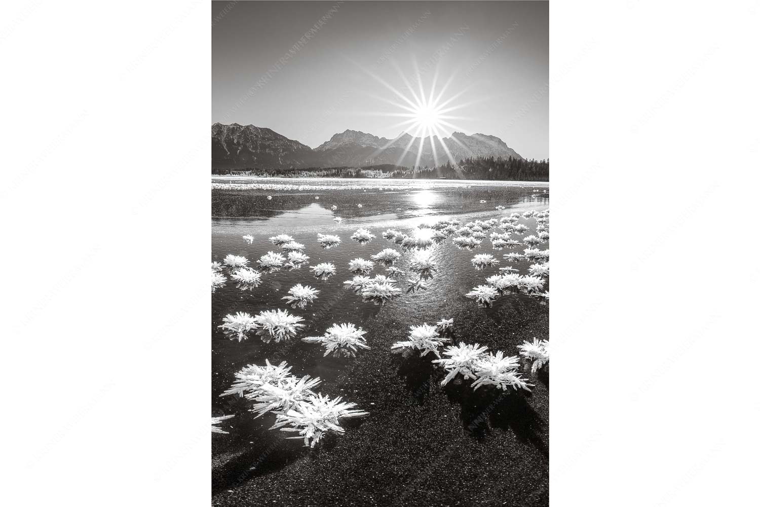 Eisrosenblüte – Seitenverhältnis 2:3 — Eiskristalle am Barmsee Große Eiskristalle auf dem zugefrorenen Barmsee mit Karwendelgebirge