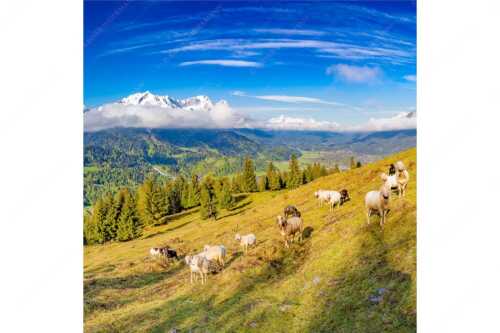 Bergschafe auf der ersten Weide im Frühling bei Garmisch-Partenkirchen mit Blick zum Zugspitzmassiv - Erste Weide - Seitenverhältnis 1:1 - Schafe bei Garmisch-Partenkirchen - weitere Infos unter https://www.kriner-weiermann.de