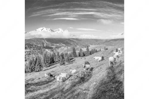 Bergschafe auf der ersten Weide im Frühling bei Garmisch-Partenkirchen mit Blick zum Zugspitzmassiv - Erste Weide - Seitenverhältnis 1:1 - Schafe bei Garmisch-Partenkirchen - weitere Infos unter https://www.kriner-weiermann.de