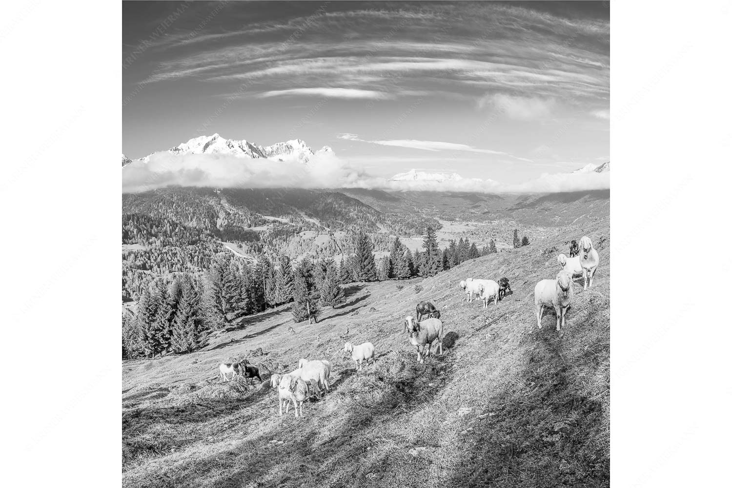 Erste Weide – Seitenverhältnis 1:1 — Schafe bei Garmisch-Partenkirchen Bergschafe auf der ersten Weide im Frühling bei Garmisch-Partenkirchen mit Blick zum Zugspitzmassiv
