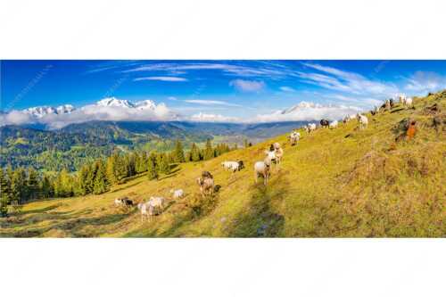 Bergschafe auf der ersten Weide im Frühling bei Garmisch-Partenkirchen mit Blick zum Zugspitzmassiv - Erste Weide - Seitenverhältnis 2,5:1 - Schafe bei Garmisch-Partenkirchen - weitere Infos unter https://www.kriner-weiermann.de
