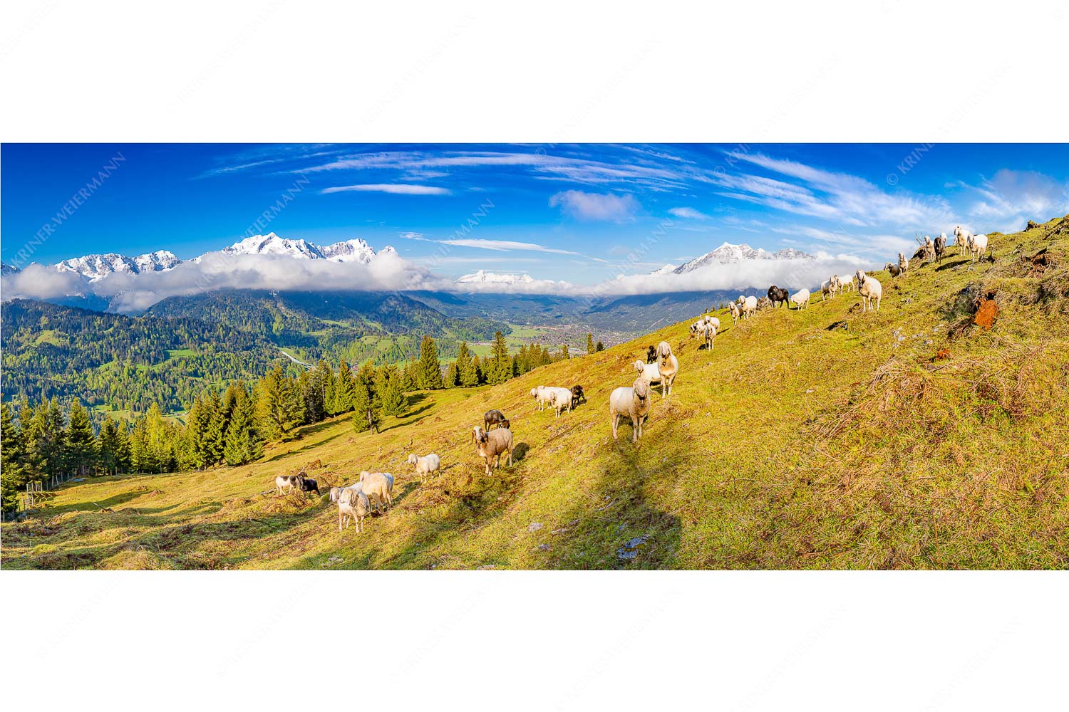 Erste Weide – Seitenverhältnis 2,5:1 — Schafe bei Garmisch-Partenkirchen Bergschafe auf der ersten Weide im Frühling bei Garmisch-Partenkirchen mit Blick zum Zugspitzmassiv