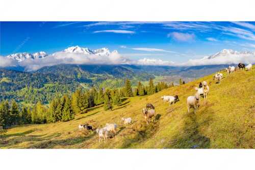 Bergschafe auf der ersten Weide im Frühling bei Garmisch-Partenkirchen mit Blick zum Zugspitzmassiv - Erste Weide - Seitenverhältnis 2:1 - Schafe bei Garmisch-Partenkirchen - weitere Infos unter https://www.kriner-weiermann.de