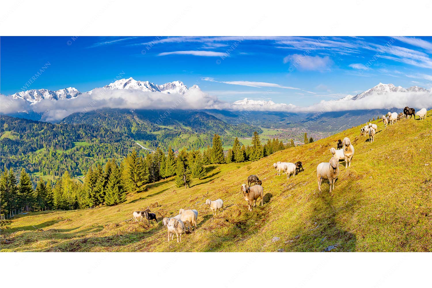 Erste Weide – Seitenverhältnis 2:1 — Schafe bei Garmisch-Partenkirchen Bergschafe auf der ersten Weide im Frühling bei Garmisch-Partenkirchen mit Blick zum Zugspitzmassiv