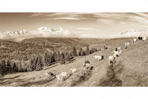 Bergschafe auf der ersten Weide im Frühling bei Garmisch-Partenkirchen mit Blick zum Zugspitzmassiv - Erste Weide - Seitenverhältnis 2:1 - Schafe bei Garmisch-Partenkirchen - weitere Infos unter https://www.kriner-weiermann.de